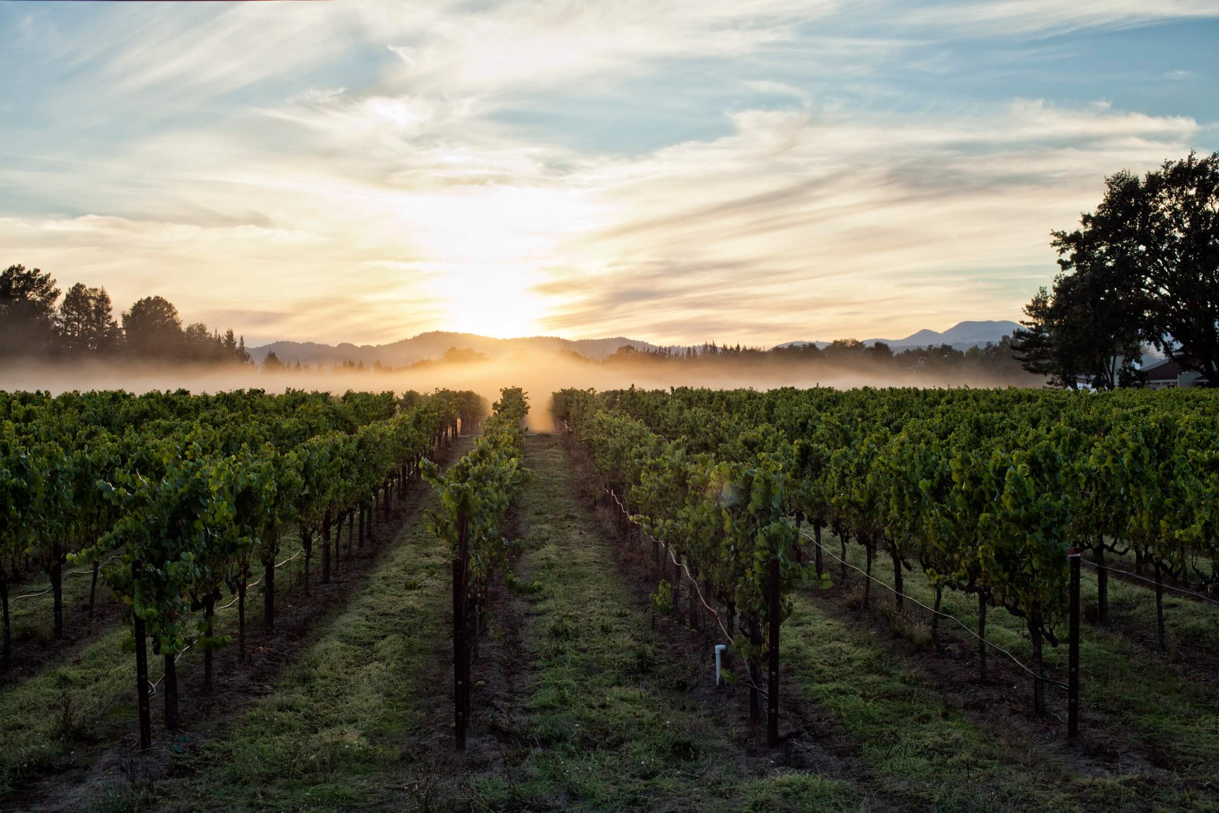 Sunrise over vineyard rows in Napa Valley, morning fog between the vines